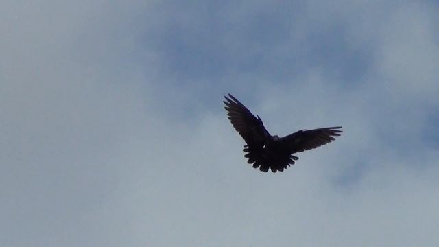 подпугивание Нг 18 03 2017г 3 смотреть онлайн