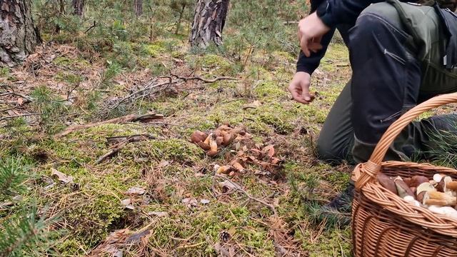 TOP huby hríby suchohríby hnedé houbaření na Hodonínsku 2022 смотреть онлайн