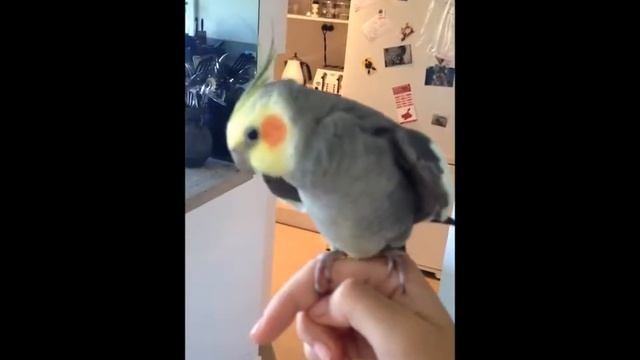 Попугай поёт дабстеп смотреть онлайн