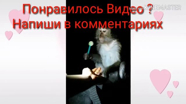 Обезьянка Ника кушает чупачупс смотреть онлайн