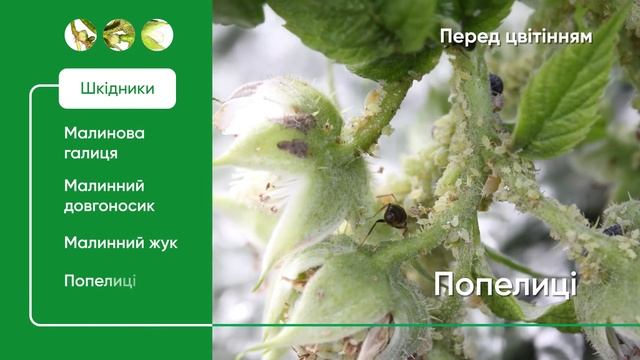 Система захисту малини