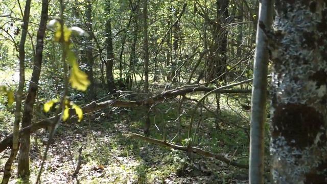 Поиски родника, да и просто прогулка в хороший день. смотреть онлайн