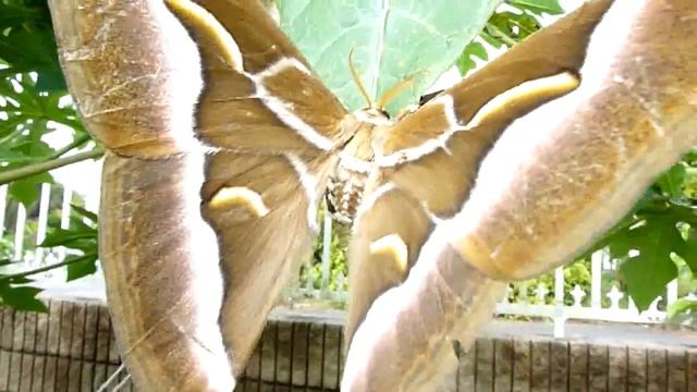 巨大蛾シンジュサン(Samia cynthia pryeri) смотреть онлайн