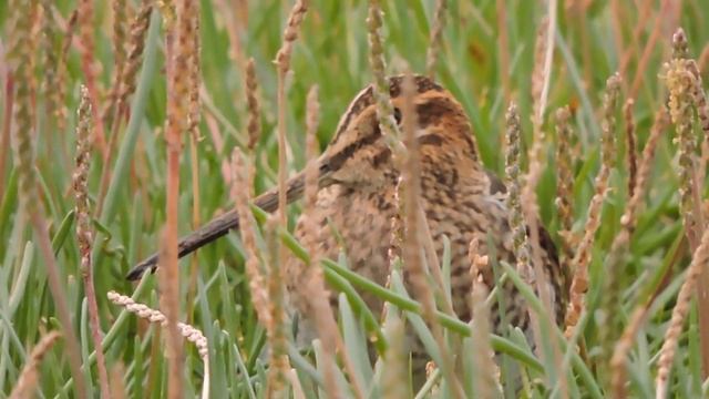 Common Snipe , Beccaccino (Gallinago gallinago) смотреть онлайн