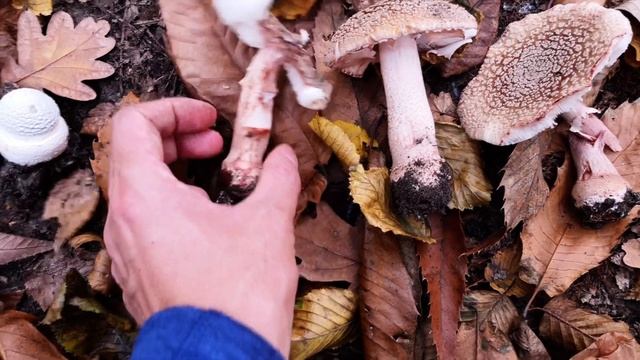 Comment distinguer entre l'amanite panthère et l'amanite rougissante? Démonstration avec exemples смотреть онлайн