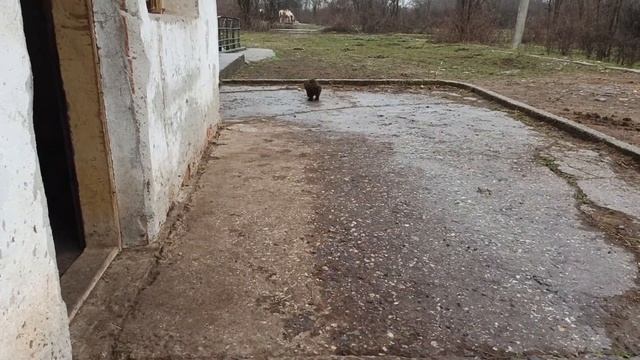 Лагото в процес на обучение