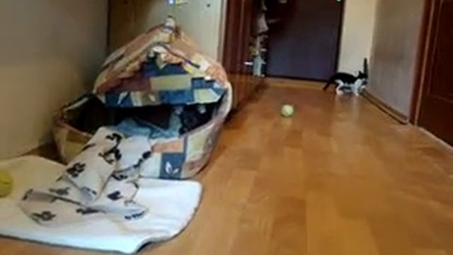 ПитБуль Бони и Квакуша ))))) смотреть онлайн