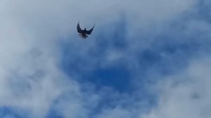 Голуби СВГ 30.04.2024. Сильнейши Восточный ветер.