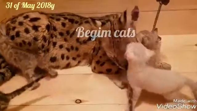 Cattery Begimcats from Uzbekistan смотреть онлайн