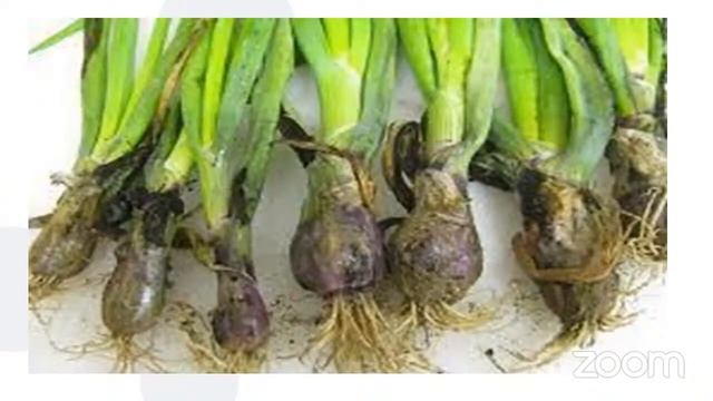 ONION AND GARLIC DISEASES