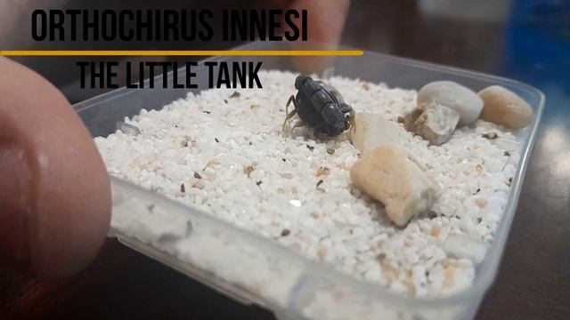 Orthochirus Innesi - Met the Scorpion смотреть онлайн