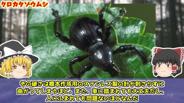 【世界最硬】防御力に極振りした超耐久のヤバい生物 7選【ゆっくり解説】【防振り】