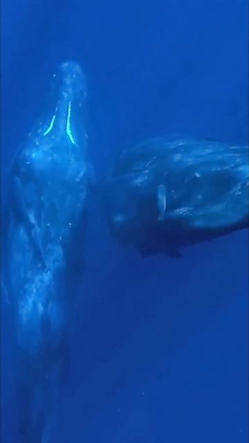 Biggest animals in the world #shorts смотреть онлайн