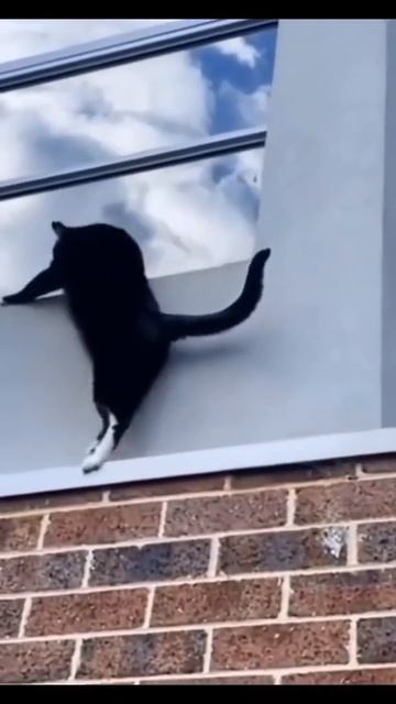 Коты детективы! смотреть онлайн