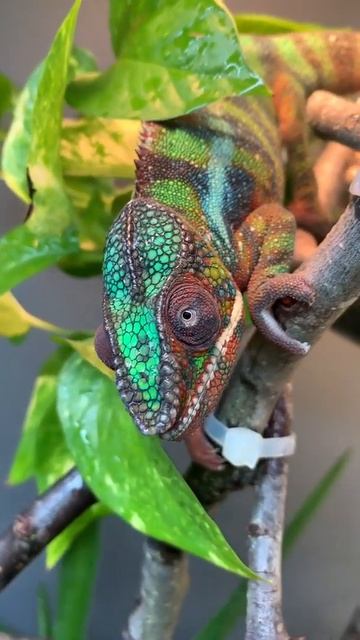 Пантеровый хамелеон MimimiKo смотреть онлайн