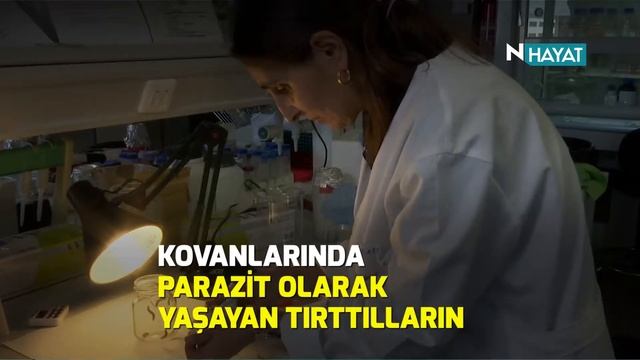 N Hayat... Plastikle mücadelede tırtıl dönemi смотреть онлайн