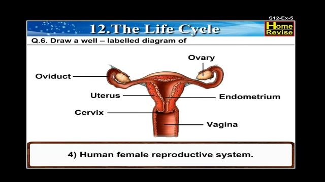 The Life Cycle смотреть онлайн