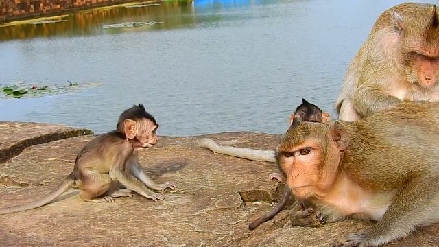 Super Angry & So Boring, Lizzy Monkey Catching Baby Coper Head With Furious Face Turning& Pushing смотреть онлайн