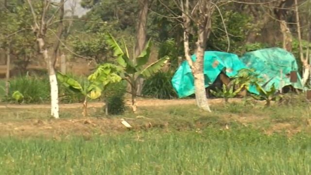 Krishi Darshan (BC) D/T 18/03/2021 Subject:- Kenchua Khad Ka Traicoderma Se Gunvatta Samvardhan