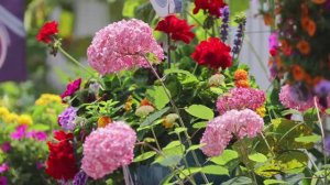 Расслабляющие сады, которые вдохновят ваши садовые идеи на 2025 год ｜ Мирный тур по саду