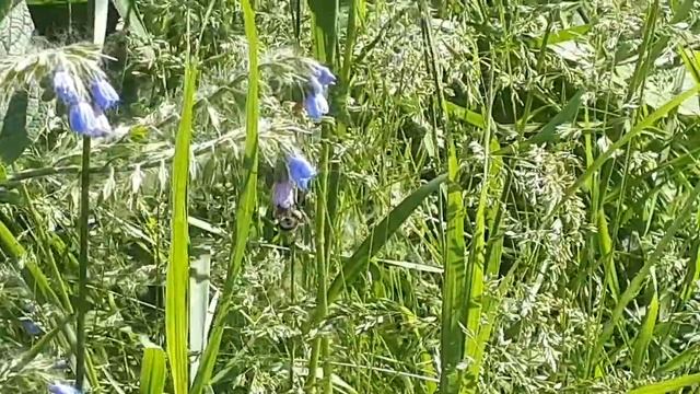 Шмель🐝 смотреть онлайн