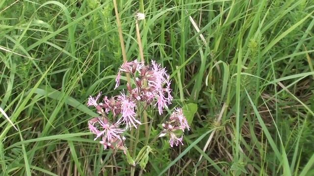 заяц , косуля , птички , цветочки смотреть онлайн