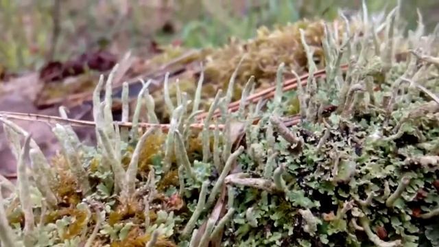 ❦30 секунд зелёной терапии❦Путешествия в микролес❦30 Seconds Of Green Therapy.Journey To The Mosses