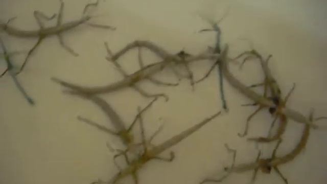 Achrioptera fallax смотреть онлайн