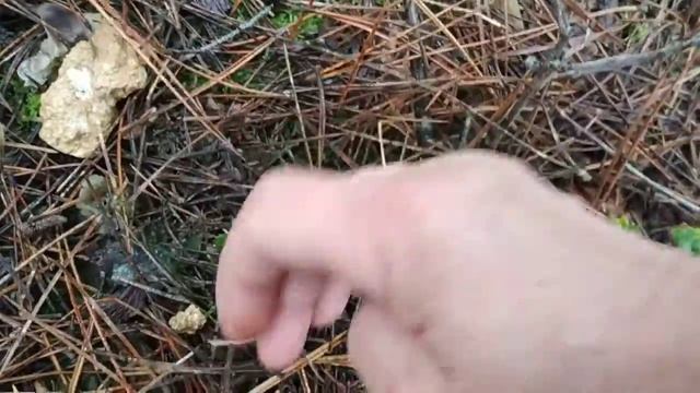 15.01.21г. в лес по грибы .(2ч.) смотреть онлайн