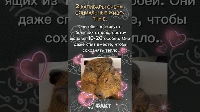 👀ФАКТЫ О КАПИБАРАХ🧠 #факты#капибара#рек смотреть онлайн