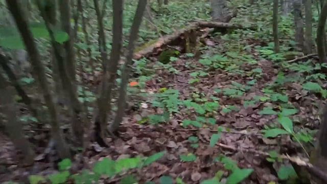 🍀УДАЧНО ЗАШЁЛ ✔ ПОДОСИНОВИКИ и БЕЛЫЕ...⭐ сбор 23 июня 2023⭐ Владимирская обл., п. Ставрово🌲 #грибы смотреть онлайн