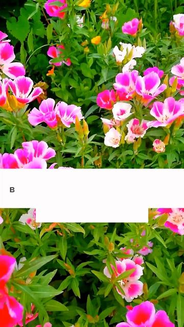 Очень долго цветут!!!#цветы #дача