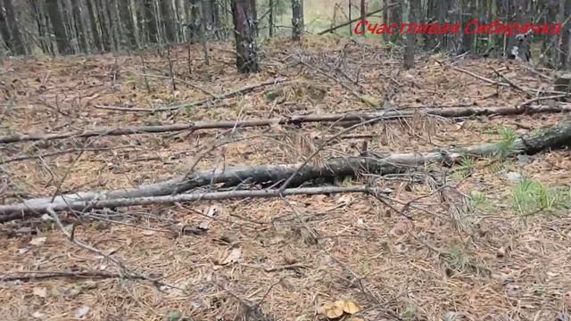 Влог//В лес за грибами//28.072022// смотреть онлайн
