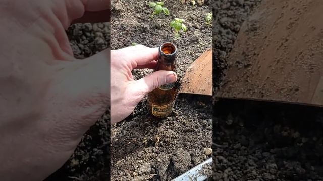 Пьяные медведки смотреть онлайн