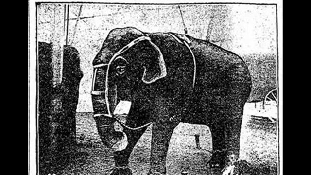 Gruesome and Grotesque: The Tragedy of Topsy the Elephant...electrocuted, strangled and poisoned!! смотреть онлайн