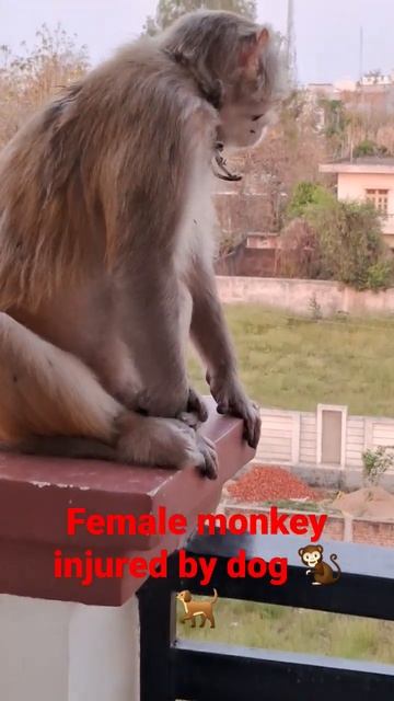 Female monkey injured by dog #shorts #youtubeshort #viral #trending смотреть онлайн