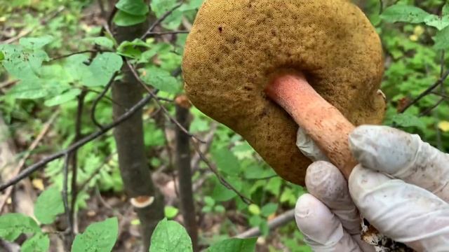 За грибами 20 августа 2021🍄🍄🍄👍👍👍 #грибы смотреть онлайн