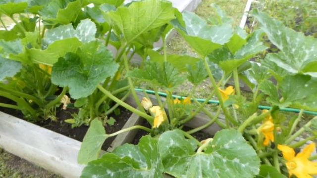 Огородничество. Выпуск #35 - Уход за Кабачками. ВНИМАНИЕ! Секреты УРОЖАЙНОСТИ!