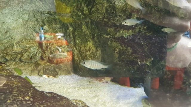 Aulonocara brevinidus young male смотреть онлайн