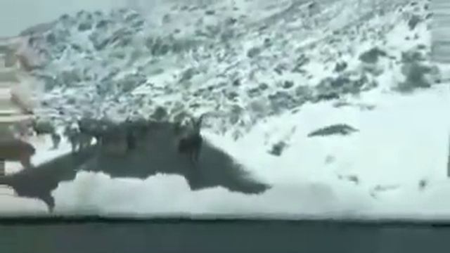 Кыргызстаным смотреть онлайн