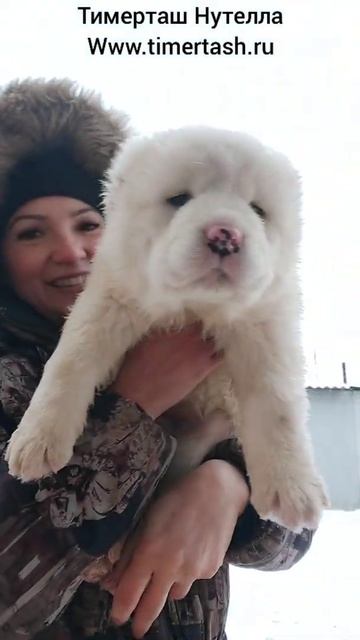 ТИМЕРТАШ НУТЕЛЛА помет Н сезона 2021 от АВРОРЫ и ШИКА доставка по миру +79048881825 viber whatsapp смотреть онлайн