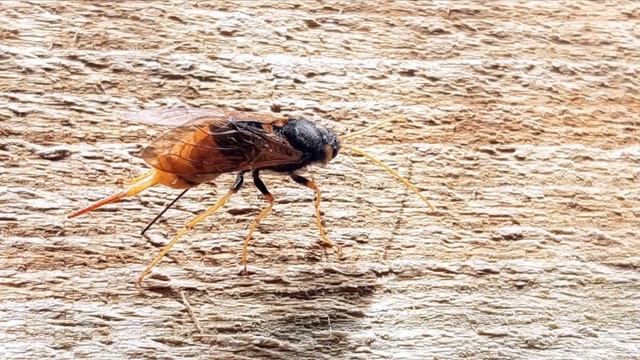Wood Wasp Giant horntail (Urocerus gigas) смотреть онлайн