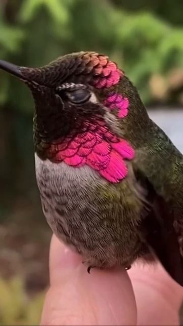 HUMMINGBIRD AMAZING COLOR CHANGE #birds #shortvideo #shorts смотреть онлайн