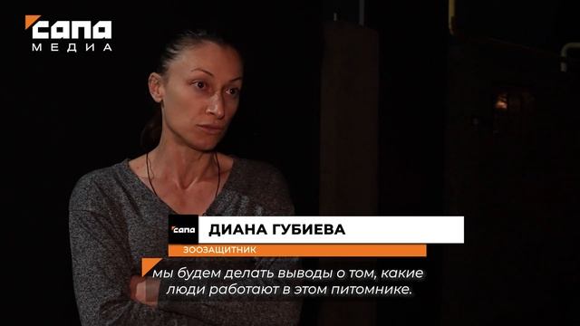Питомник в Осетии не принимал истощенных щенят смотреть онлайн