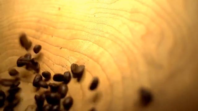 Le traitement Cordyceps смотреть онлайн