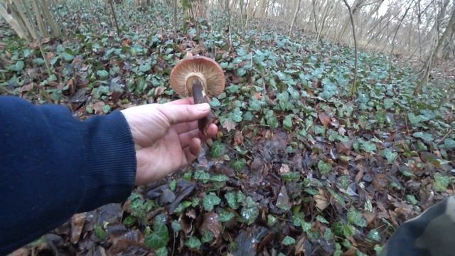 Осенние Опята под Новый год. Такого я ещё не видел. Alex Pro