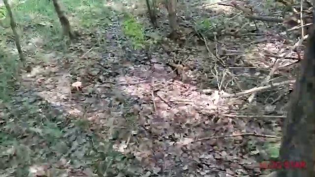 Без грибов не накопать металла!!! 👈 смотреть онлайн
