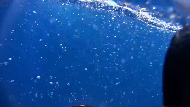 Marlin dive смотреть онлайн