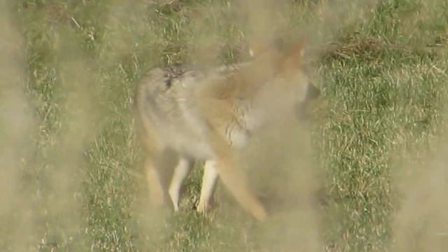 Coyote (Canis latrans) finds success смотреть онлайн