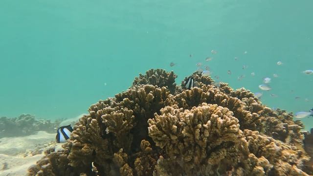 Humbug Damselfish Dreibinden-Preussenfisch смотреть онлайн